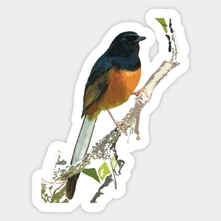 Beautiful White-rumped Shama Thrush, Bird Sticker